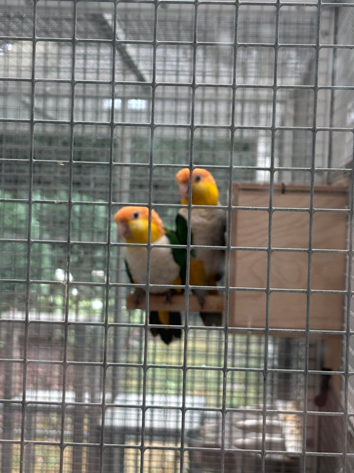 Koppel caiques, Meerdere dieren, Papegaai, Geringd