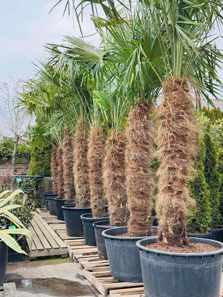 Énorme Trachycarpus Fortunei à tige épaisse Palmier de luxe, Enlèvement ou Envoi, Palmier