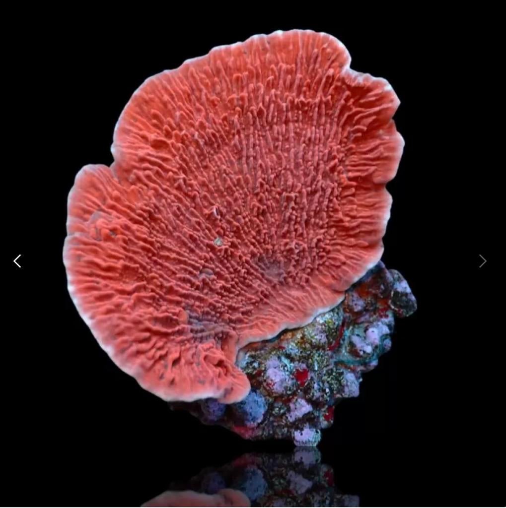Rode montipora plaat