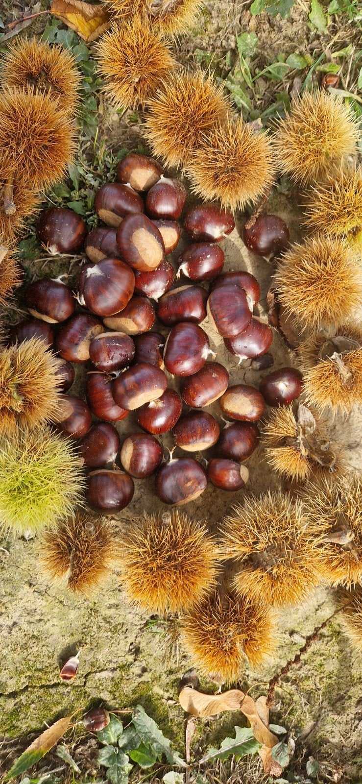 châtaignes, Tuin en Terras, Ophalen