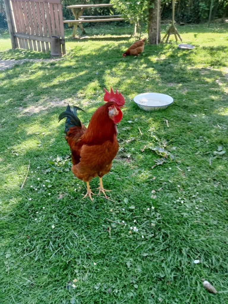 Coq, Mâle, Poule ou poulet