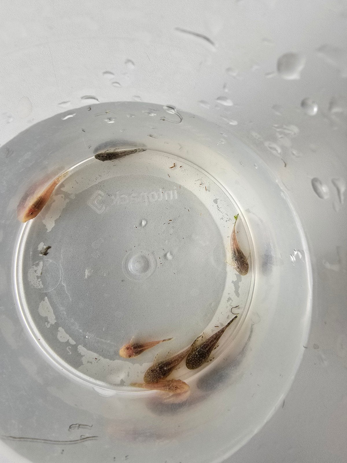 Ancistrus