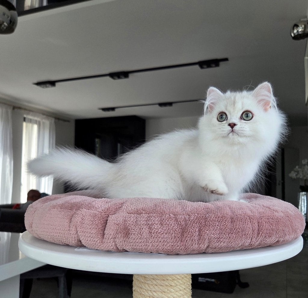 Britse langhaar, Chatte ou Chat, Avec pedigree, 0 à 2 ans