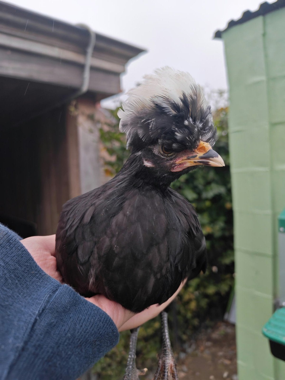 Padua/Hollandse kuifhoen te koop, Dieren en Toebehoren, Kip