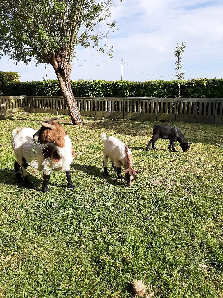 giet met 2 kleine bokjes, Dieren en Toebehoren, Schapen, Geiten en Varkens, Vrouwelijk, Geit, 3 tot 5 jaar