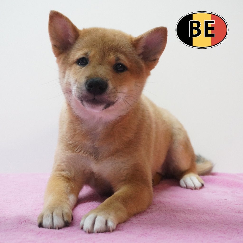 Shiba Inu - Belgische pups te koop, België, CDV (hondenziekte), 8 tot 15 weken, Meerdere