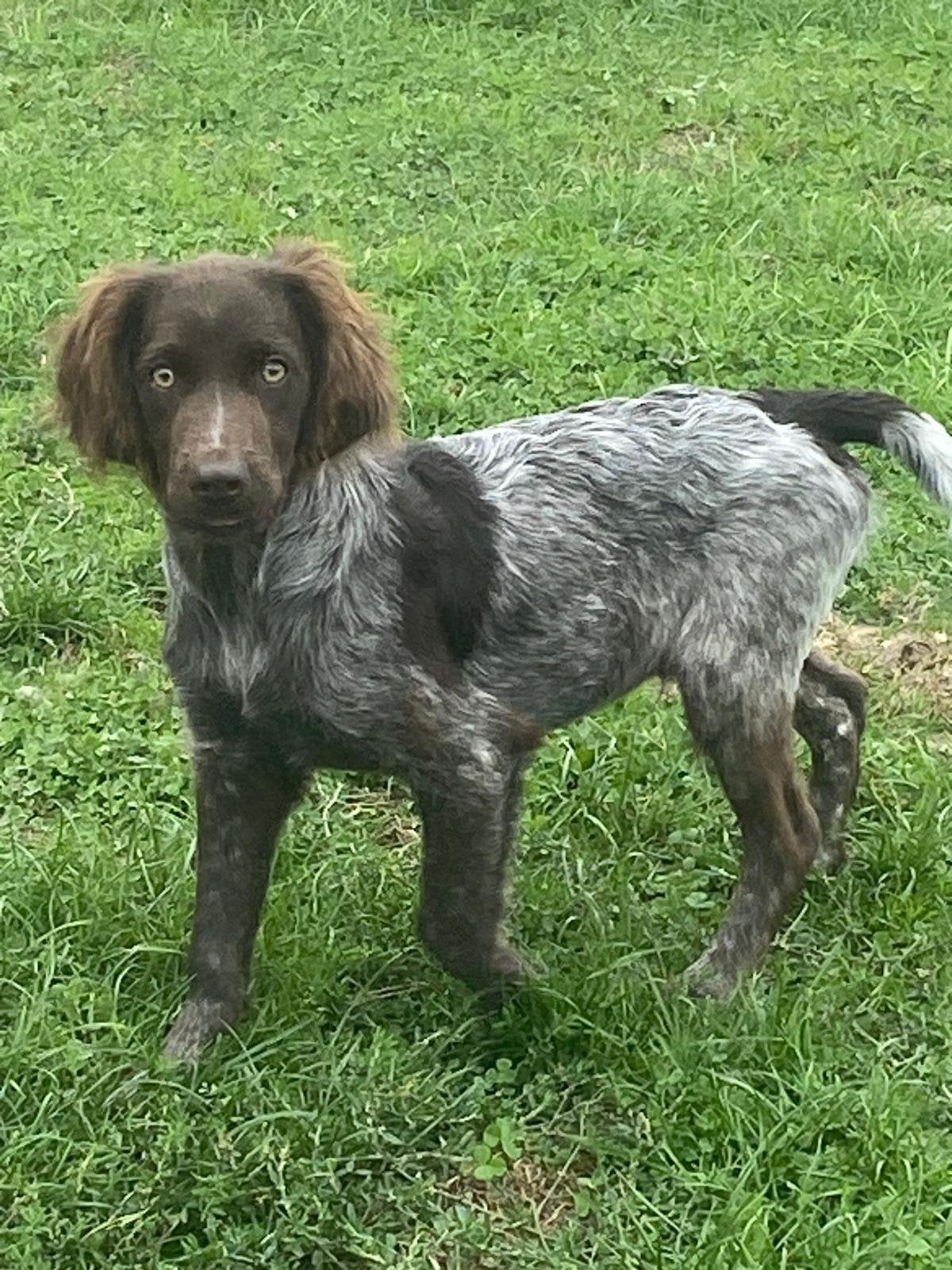 Petit Munsterlander, 15 semaines à 1 an, Chien (mâle), Maladie de Carré (chiens), Autres races