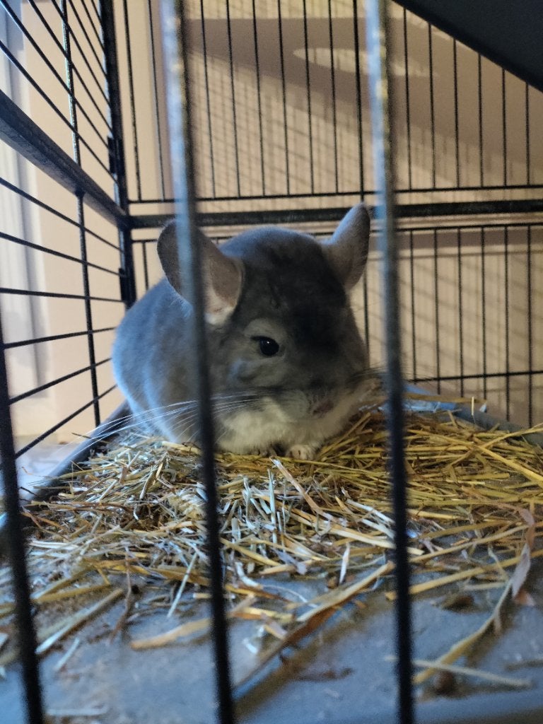 Chinchilla en kooi, Mai, Mâle, Chinchilla