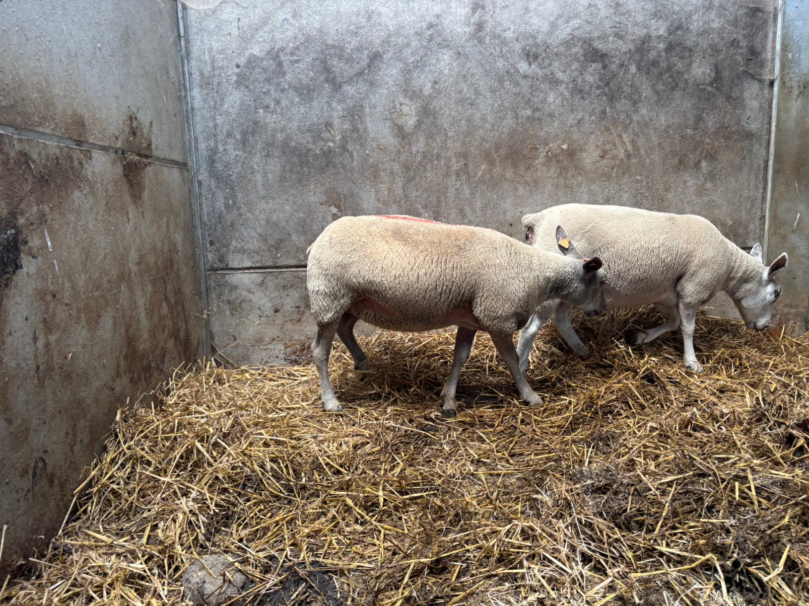 Brebis destinées à l'abattage, Femelle, Mouton, 3 à 5 ans