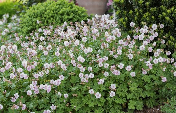 Tuingeranium  cantabrigiense ‘Biokovo', Tuin en Terras, Ophalen, Vaste plant, Bodembedekkers