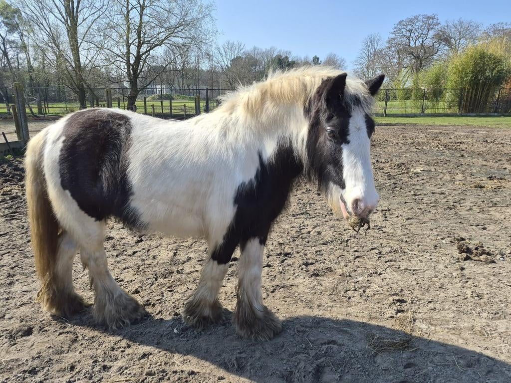 TINKERS, Dieren en Toebehoren, Meerdere dieren