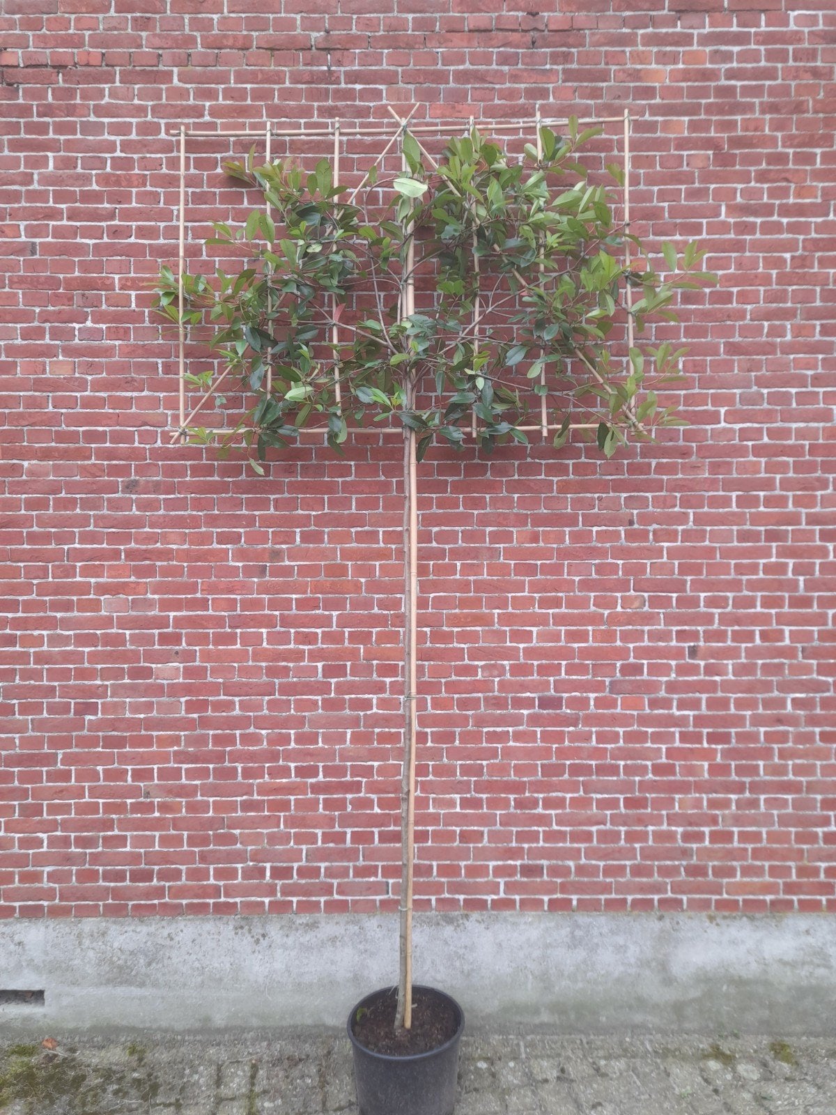 photinia red robin leiboom glansmispel leiboom, Jardin & Terrasse, Enlèvement, Hiver, Espalier