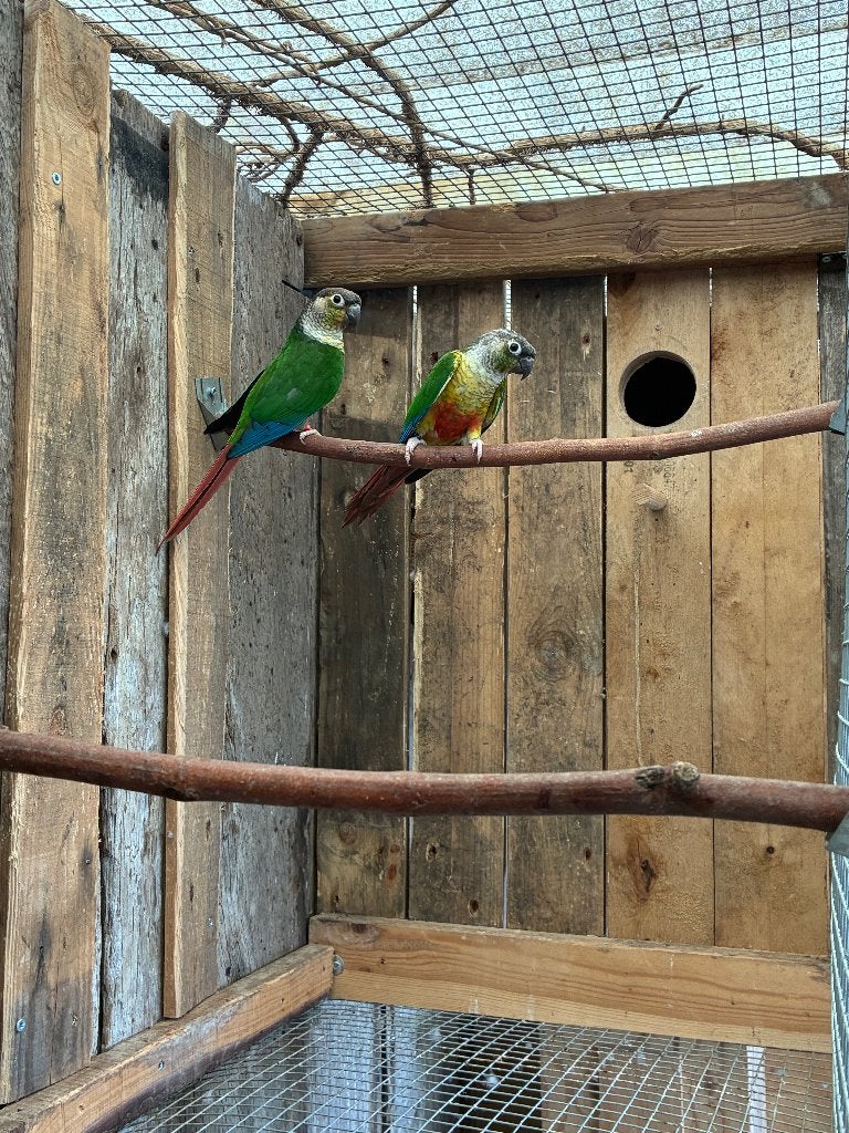 Pyrrhura molinae, Dieren en Toebehoren, Meerdere dieren, Parkiet, Geringd