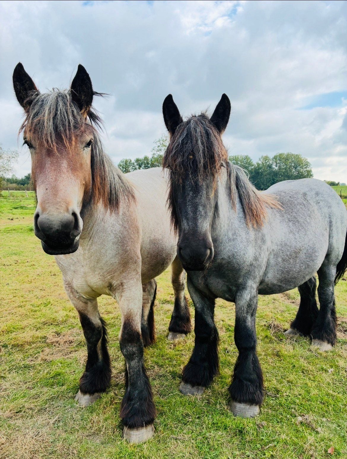 2 trekpaarden merries, Merrie
