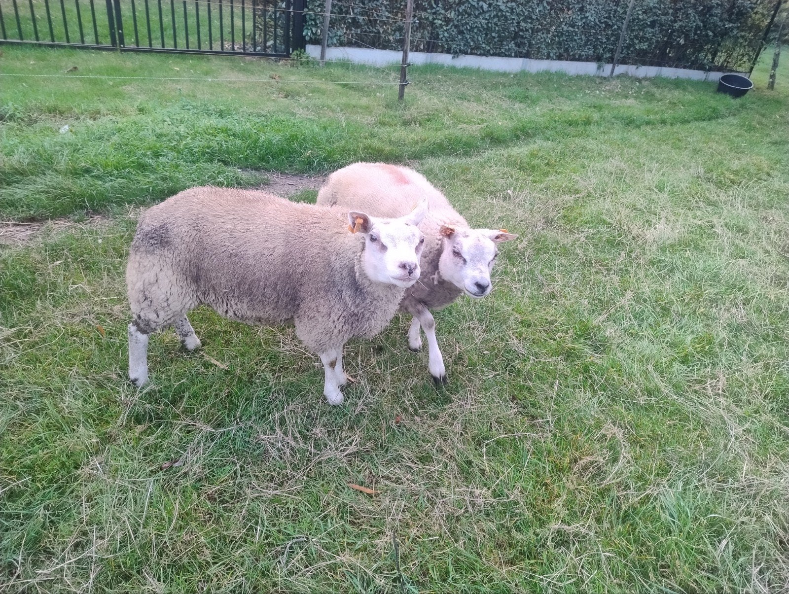 texel schapen Texelaar