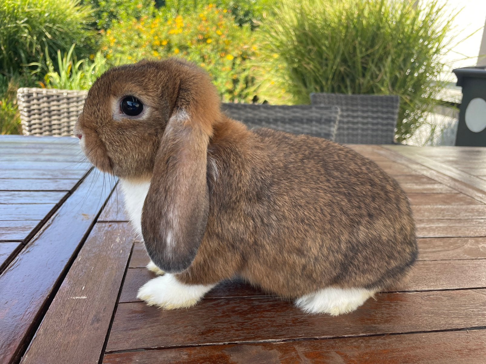 Minilop konijntje, Dieren en Toebehoren, Konijnen