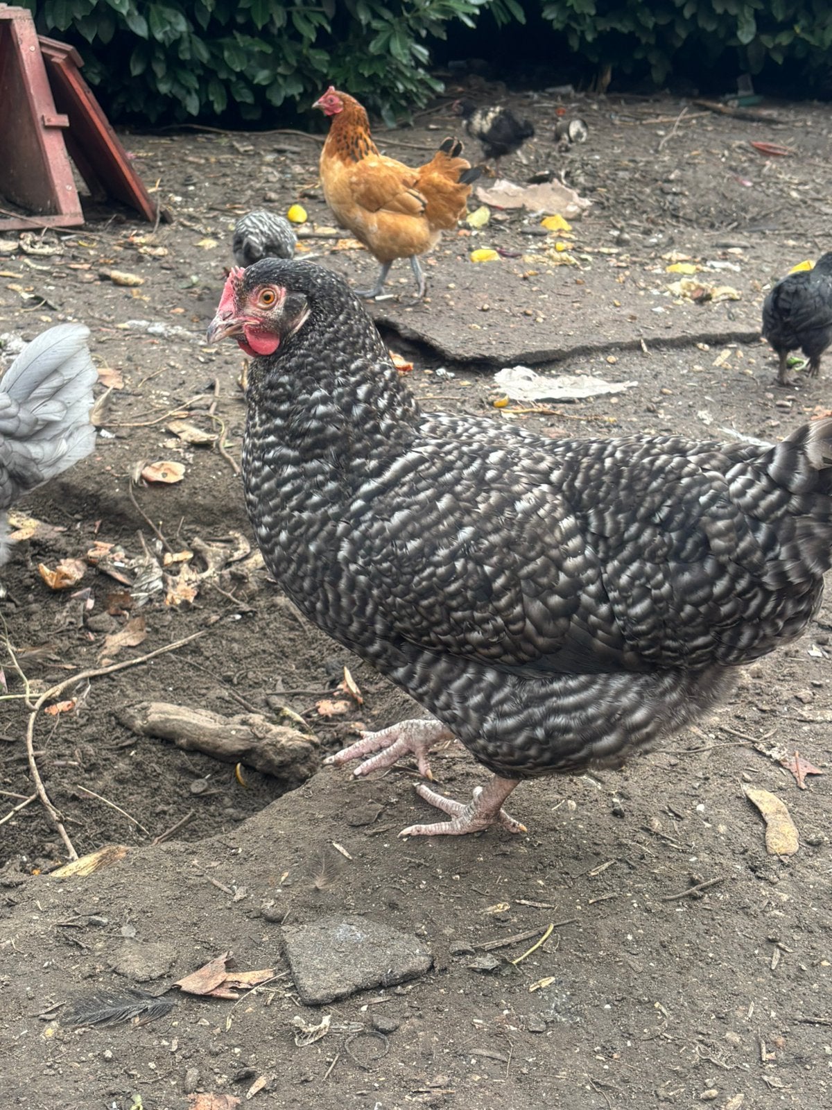 Eux à vendre, Animaux & Accessoires