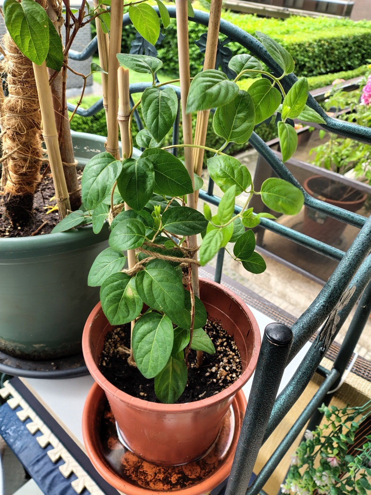 Kleine jasmijn in een pot., Tuin en Terras, Planten | Tuinplanten