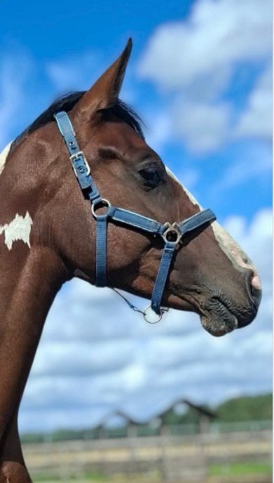 Knappe jaarling merrie, Merrie, Springpaard, Met stamboom, 0 tot 2 jaar