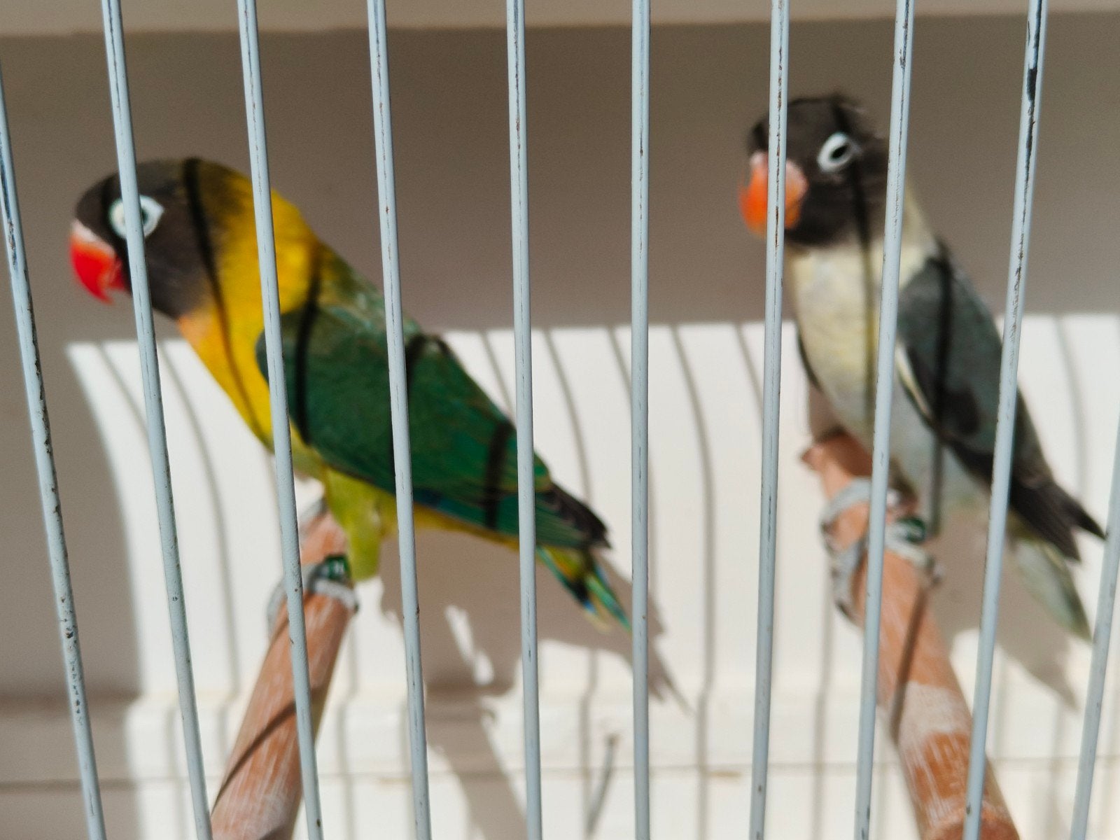 koppel jonge personata onverwant, Dieren en Toebehoren, Geringd
