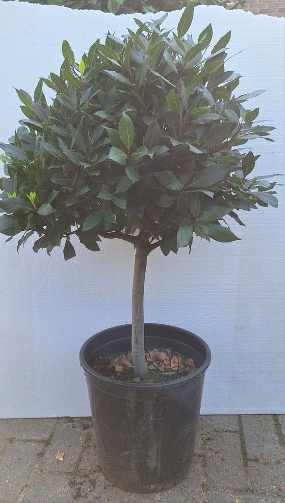Echte laurier, Laurus nobilis, keukenkruiden, vormsnoei, Ophalen