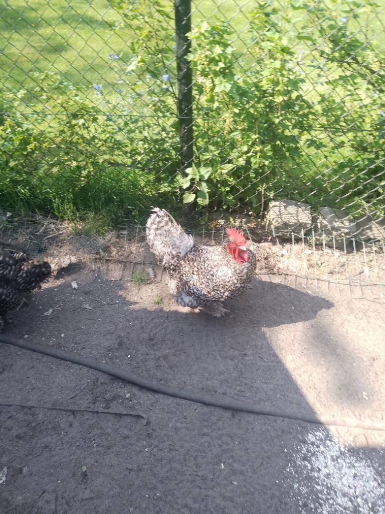 Mechelse Koekoek (haan), Dieren en Toebehoren, Pluimvee, Mannelijk, Kip