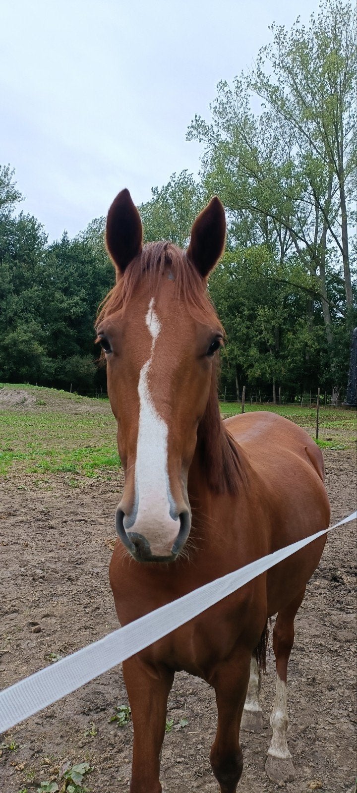 knappe merrie zoekt partner, Dieren en Toebehoren, Dressuurpaard, Zadelmak, 3 tot 6 jaar, 160 tot 165 cm