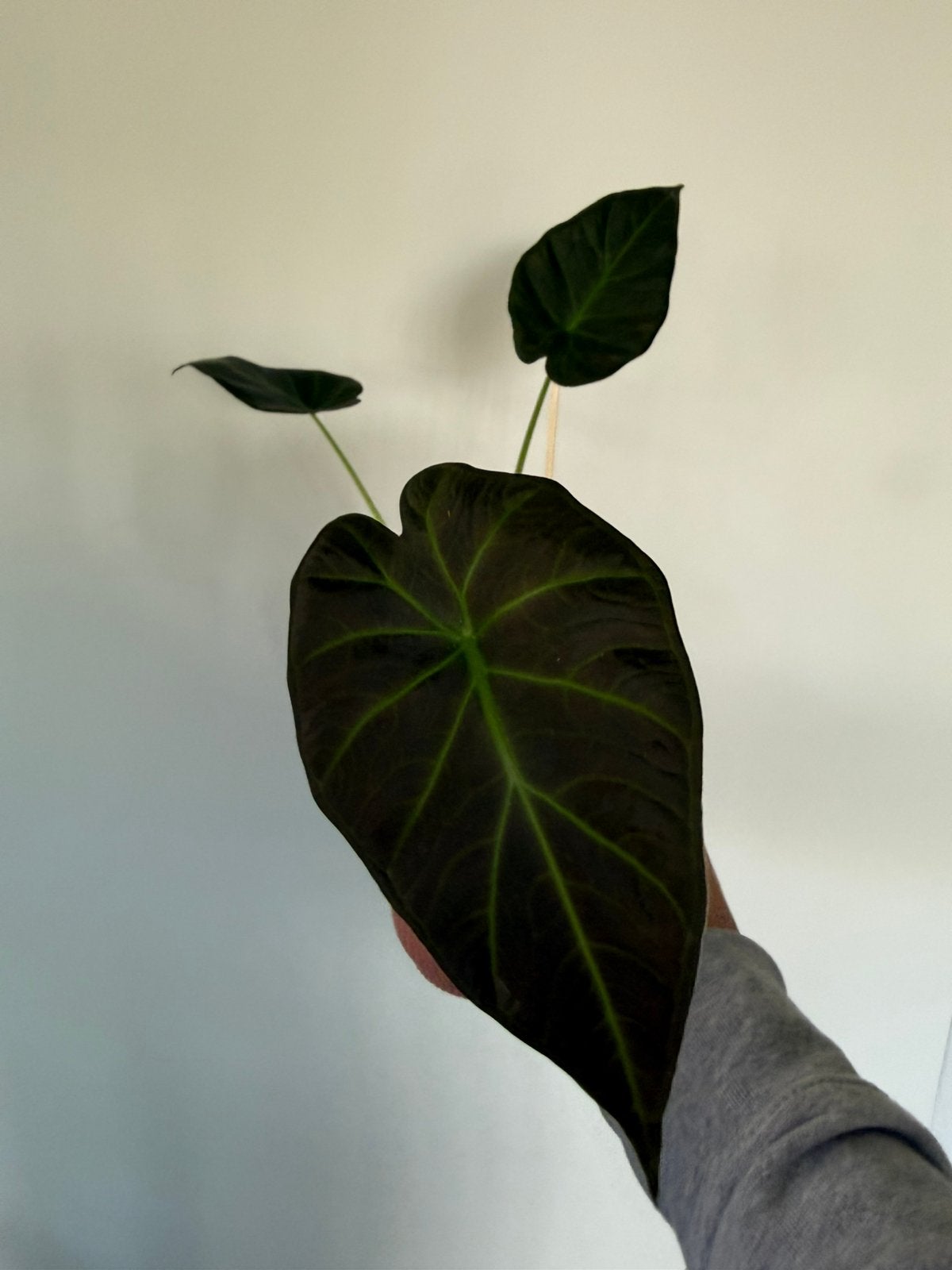 Alocasia Regal Shields op spagnum mos en kleikorrels, Enlèvement