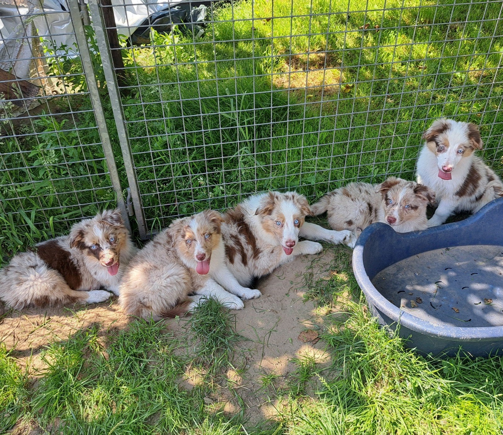 Lieve red merle border collie pups op boerderij ouders aanw., Dieren en Toebehoren, Honden | Herdershonden en Veedrijvers, Meerdere dieren