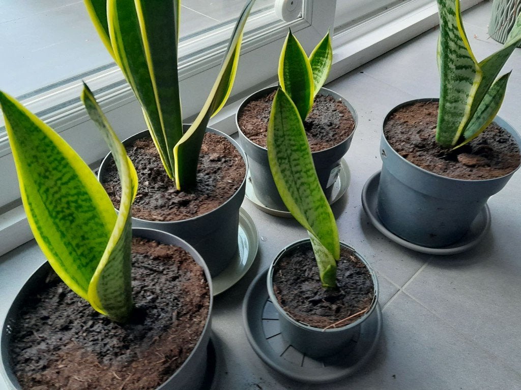sansevieria plant, Maison & Meubles, Autres espèces, En pot, Moins de 100 cm, Enlèvement