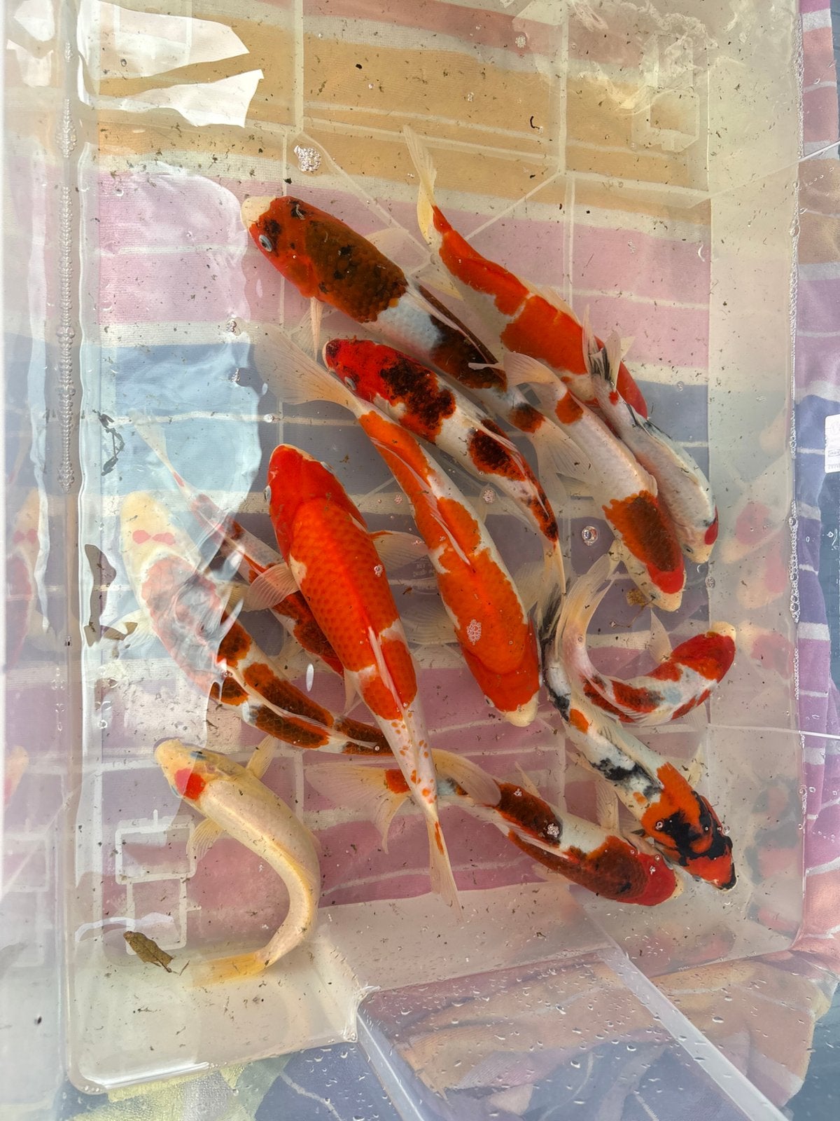 13 japanse koi tot 35 cm, Dieren en Toebehoren, Vissen | Vijvervissen, Karper of Koi
