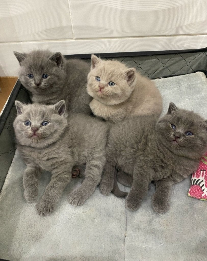 Chaton British Shorthair, Chatte ou Chat, Avec pedigree, 0 à 2 ans