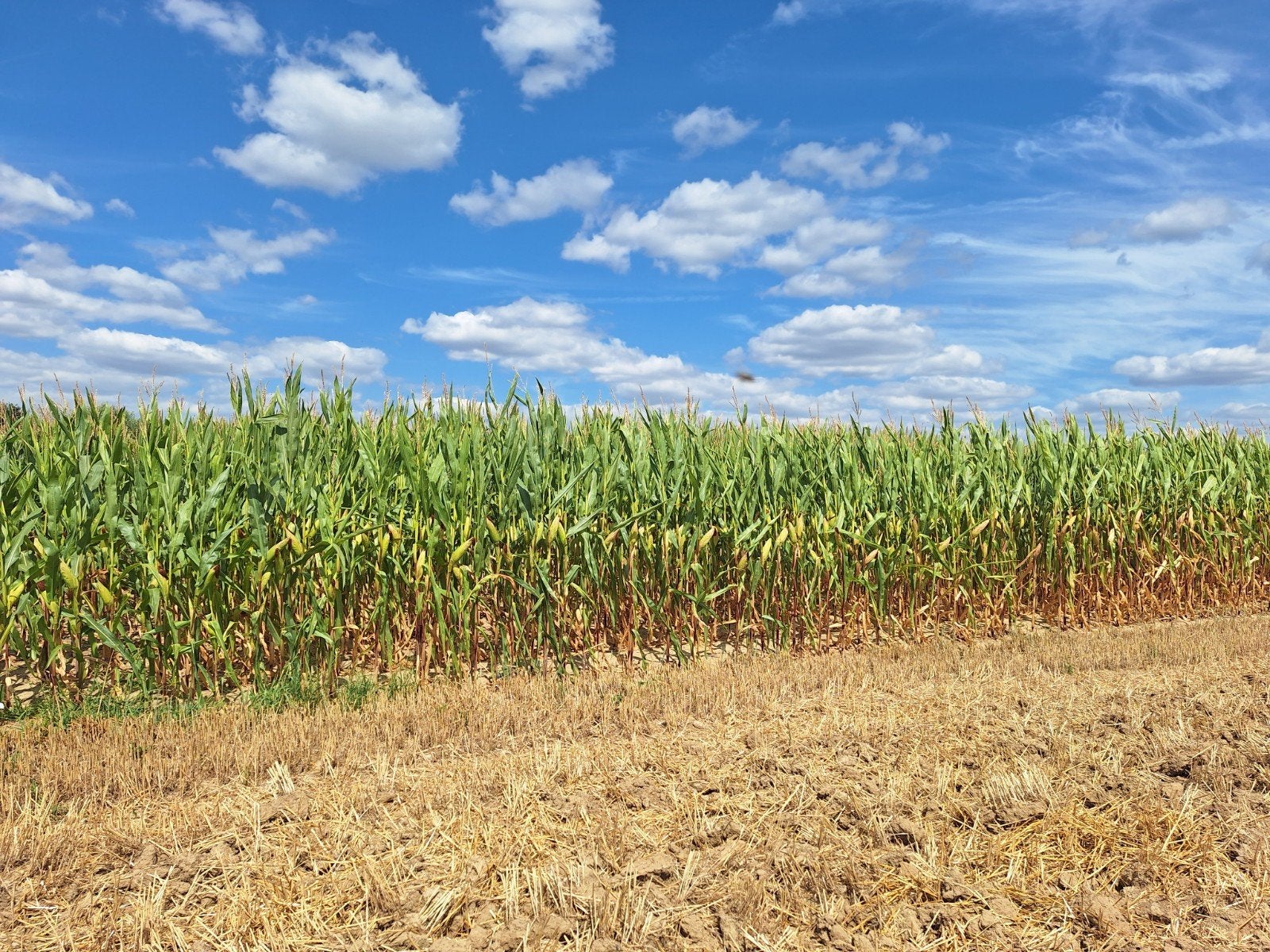 Maïs à tige à vendre, Articles professionnels, Agriculture | Aliments pour bétail, Enlèvement