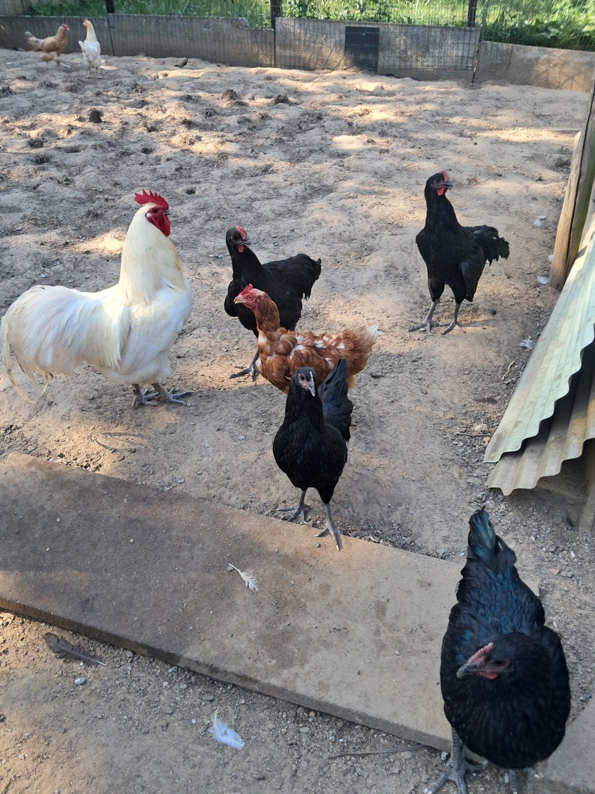 Australorp hennen ,blauw en zwart en 2 witte hanen, Dieren en Toebehoren, Pluimvee, Meerdere dieren, Kip