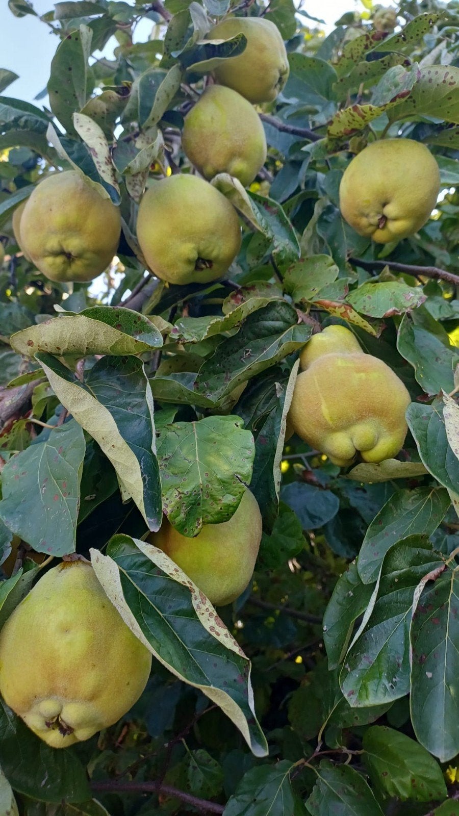Kweeperen / Quinces Bio, Tuin en Terras, Planten | Fruitbomen, Ophalen