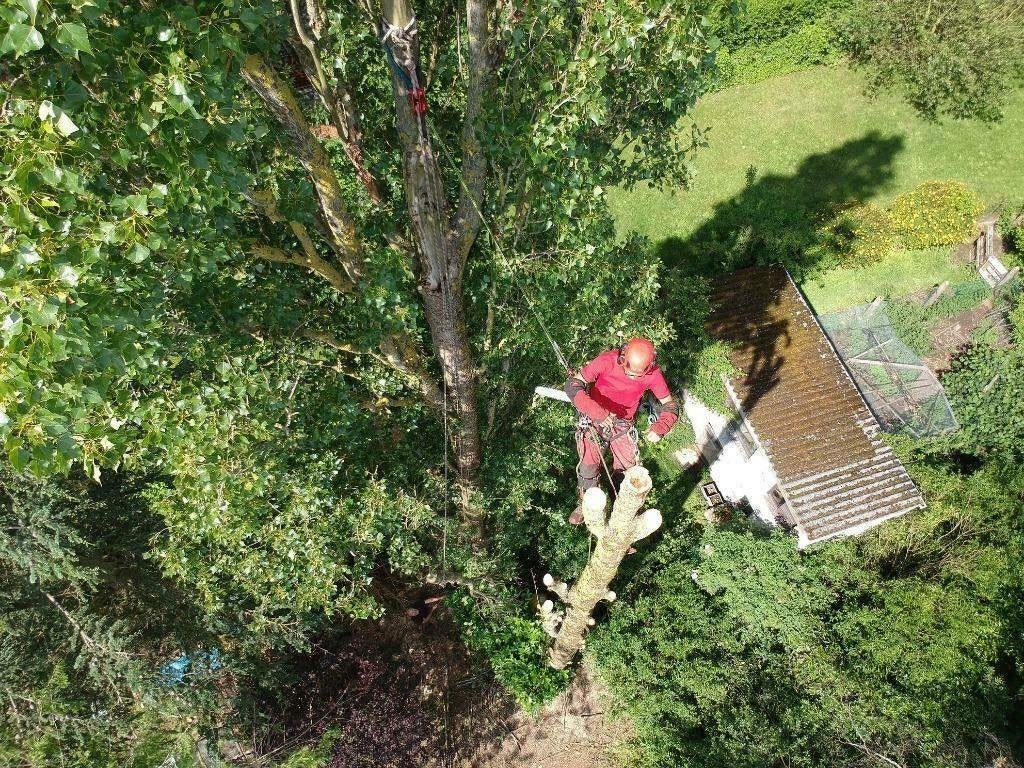 Travaux d'abattage / démontage / élagage d'arbres, Enlèvement