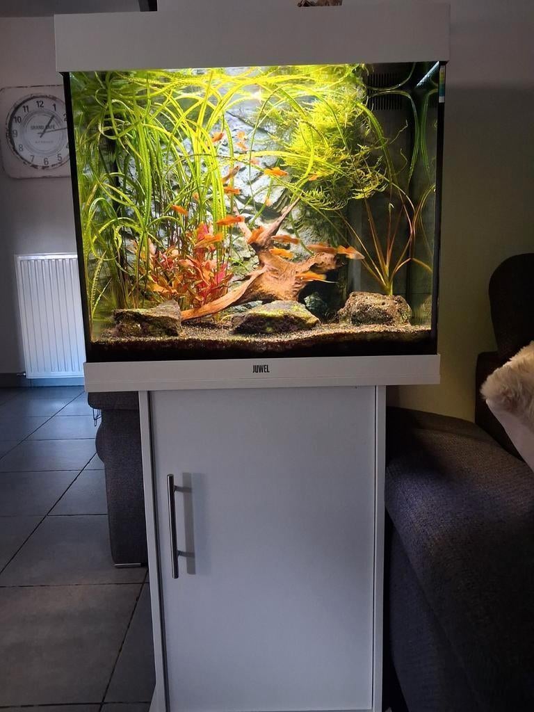 Aquarium lido 120l juwel avec meuble, Accessoires inclus, Juwel
