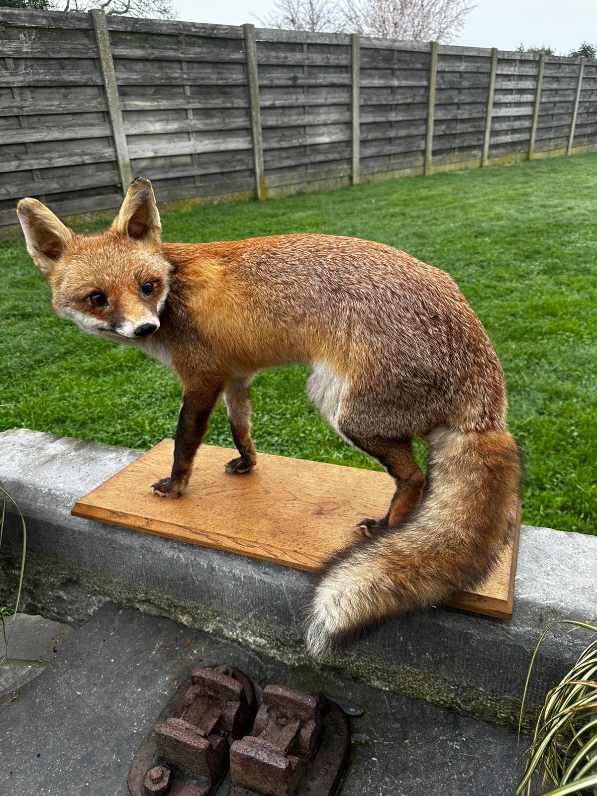 Vos taxidermie, Ophalen