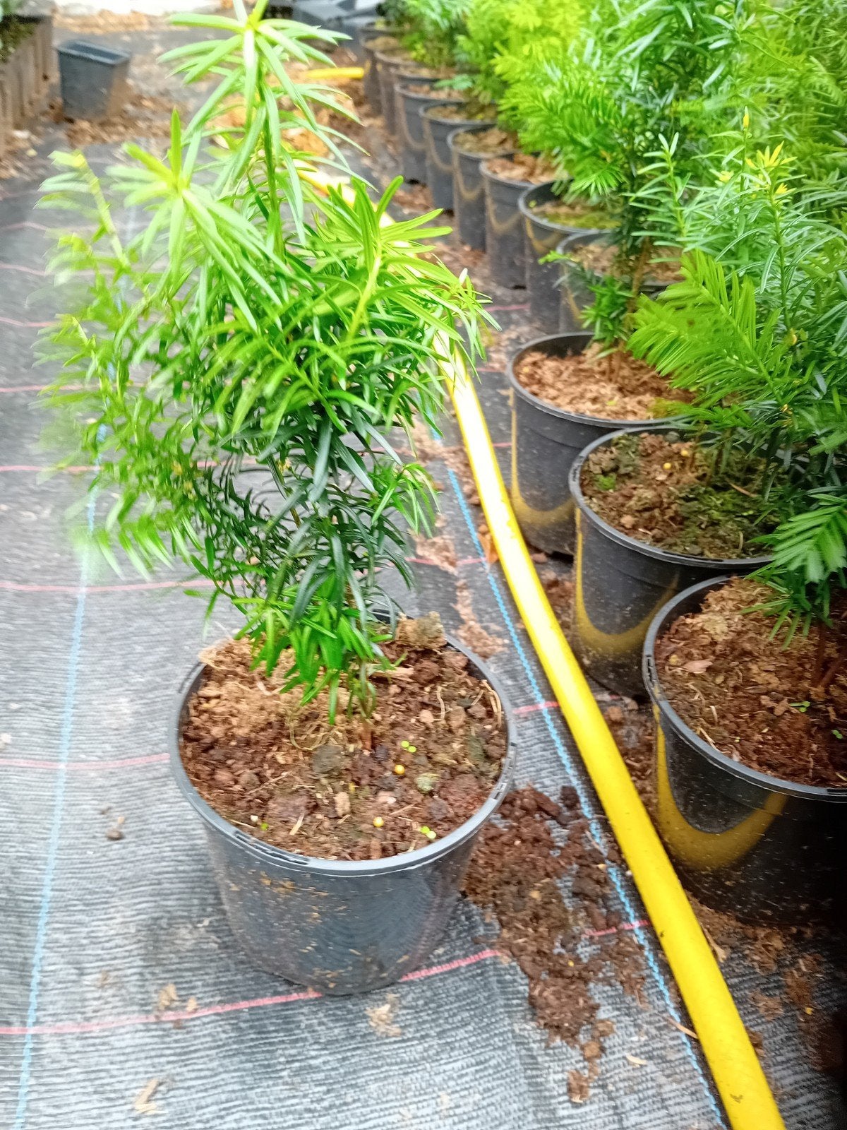Taxus, Enlèvement