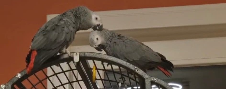 Couple gris du gabon, Meerdere dieren, Papegaai, Pratend