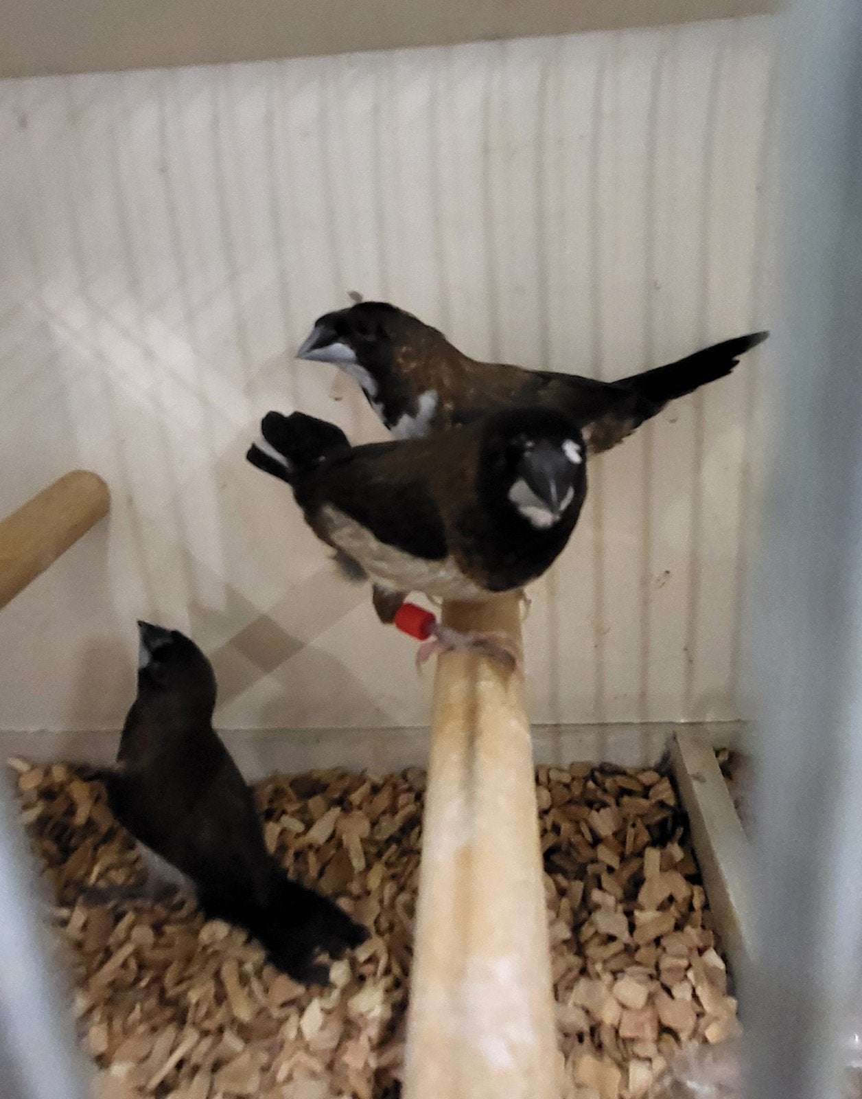 trio japanse meeuwtjes, 1 met kuif, Dieren en Toebehoren