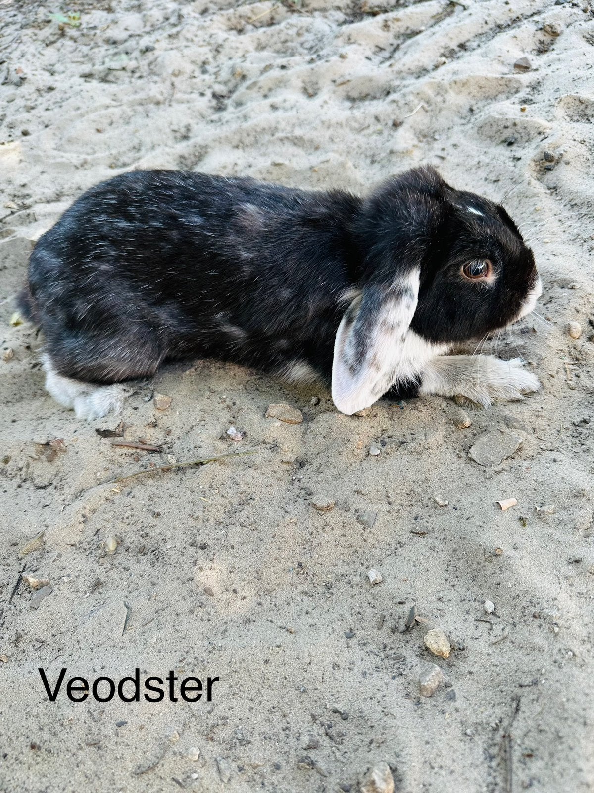 Nederlands Hangoor