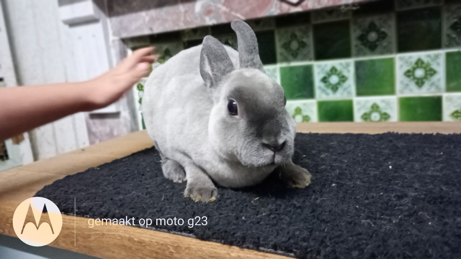 Nain Rex dans une martre bleue moyenne., Animaux & Accessoires, Lapins, Mâle, Nain, 0 à 2 ans