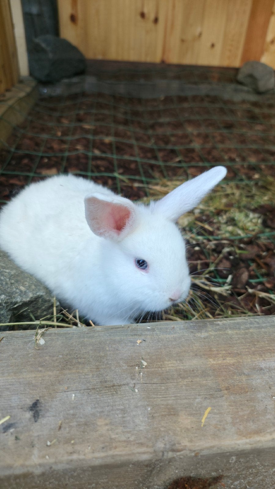 Rammetje 8 weken, Dieren en Toebehoren, Konijnen