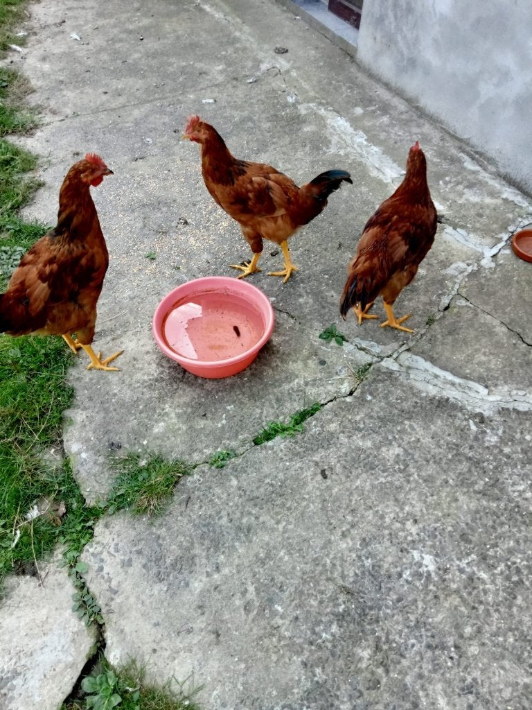 coq rouge, Dieren en Toebehoren, Mannelijk, Kip