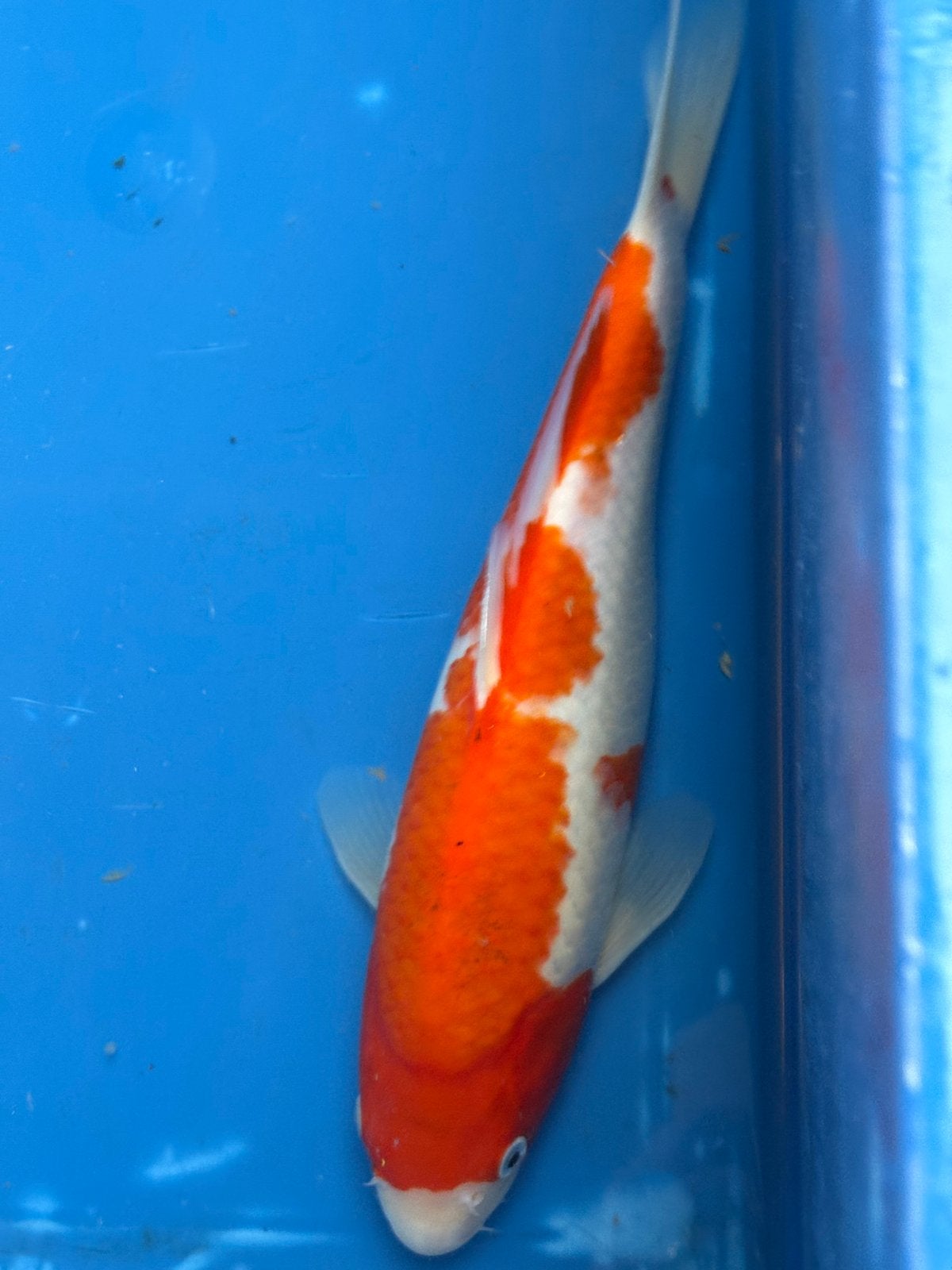 Mooie japanse kohaku koi 35 cm, Dieren en Toebehoren, Vissen | Vijvervissen, Karper of Koi