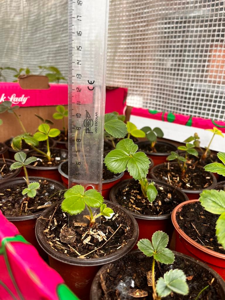 Te koop: 40 aardbeienplanten, Ophalen of Verzenden