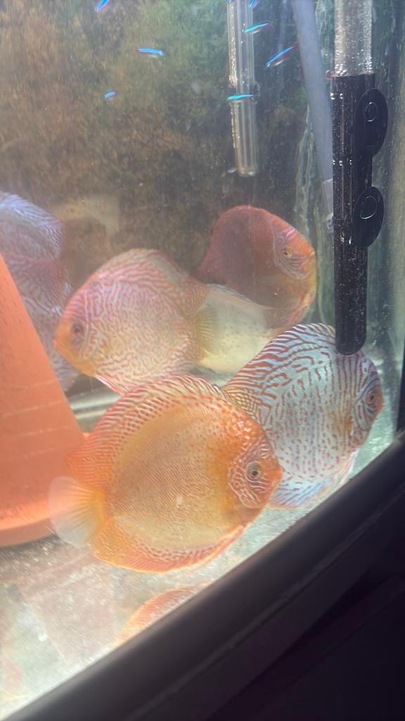 Discusvissen te koop €150 voor 1 stuk, 15 cm Meerhout, Vis, Zoetwatervis