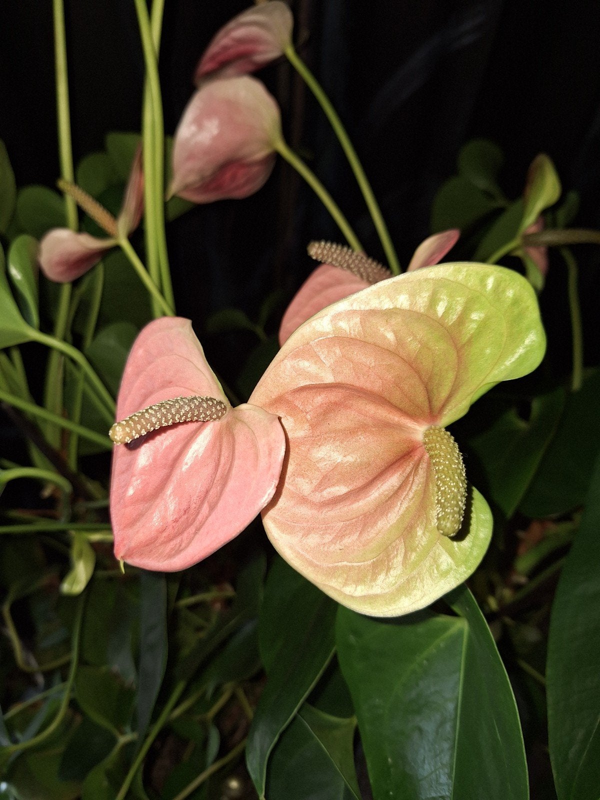 Anthurium, Vert, Comme neuf, Enlèvement, Autres types