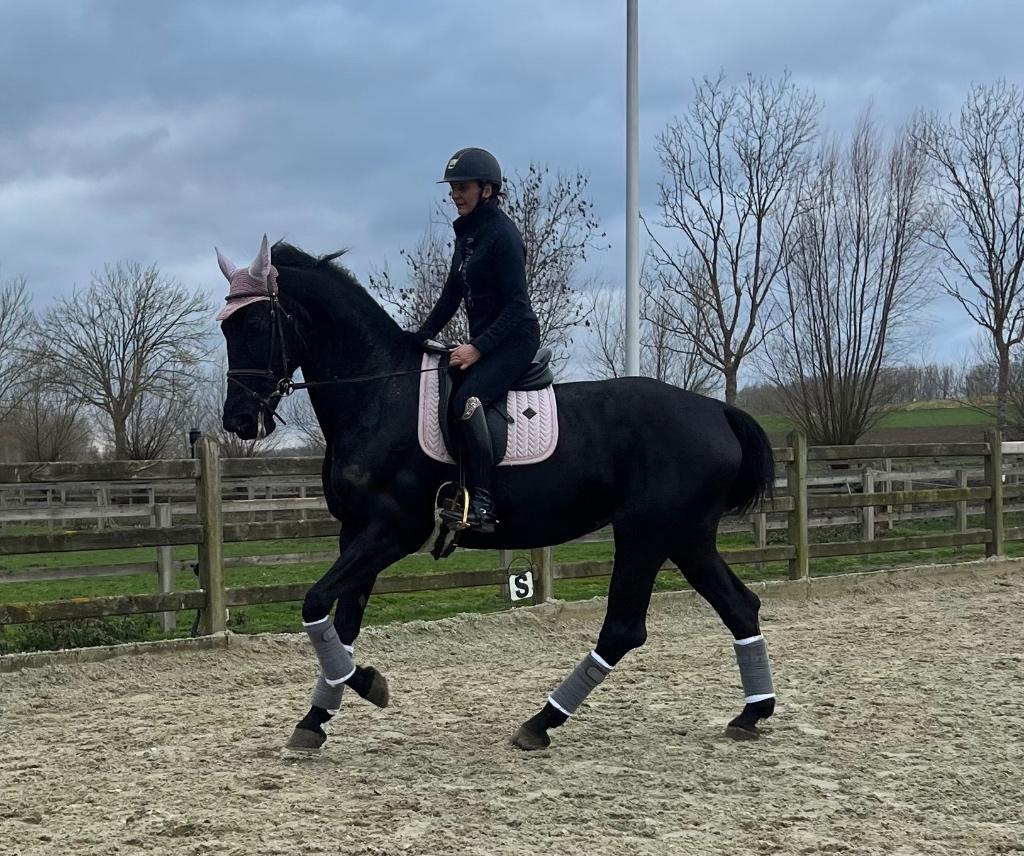 Knappe merrie, Dieren en Toebehoren, Paarden, Merrie, Met stamboom, M, 7 tot 10 jaar